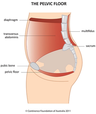 What are the Pelvic Floor Muscles and what do they do? - Pregnancy Centre